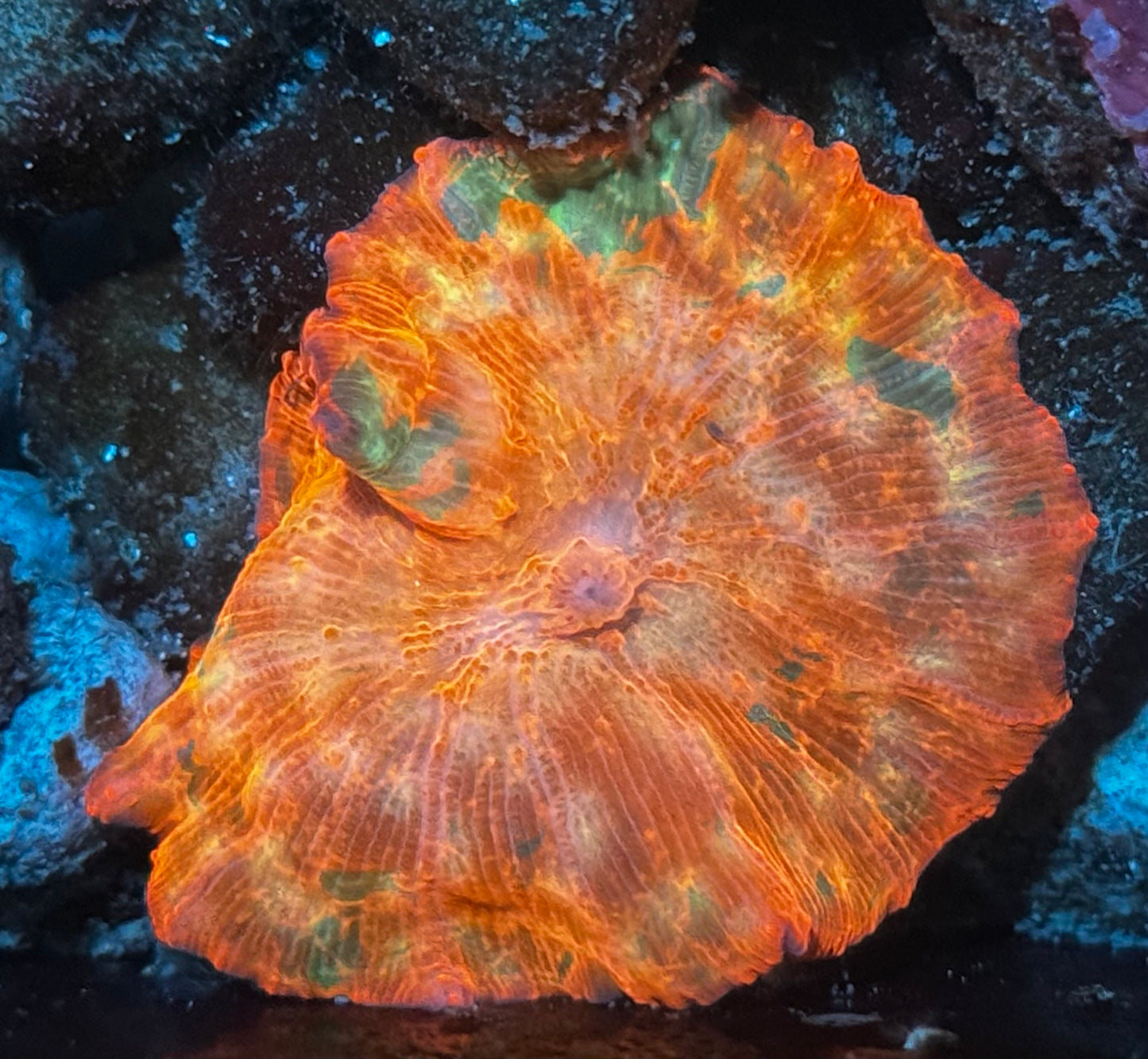 Candy Crush Jawbreaker