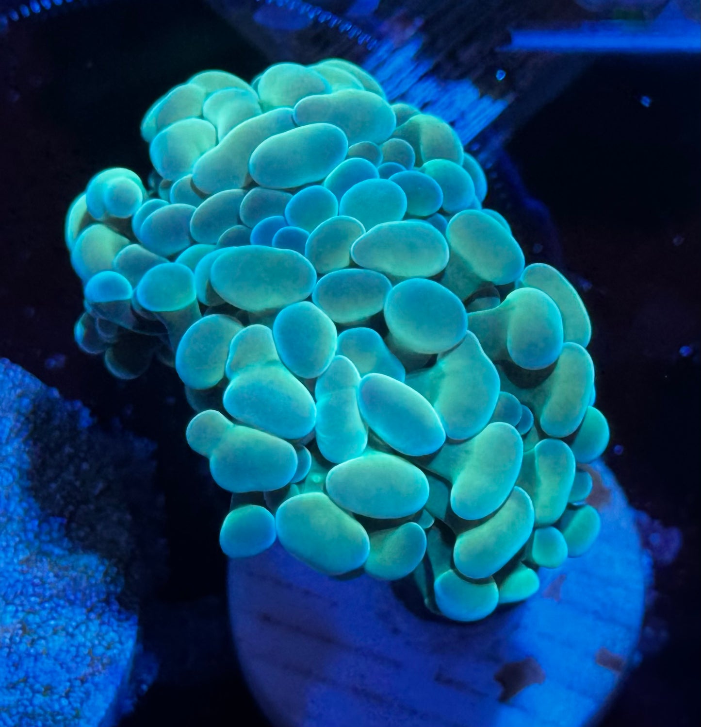 2 head canary hammer