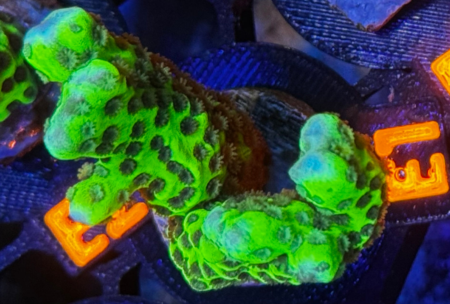 Slimeball Anacropora