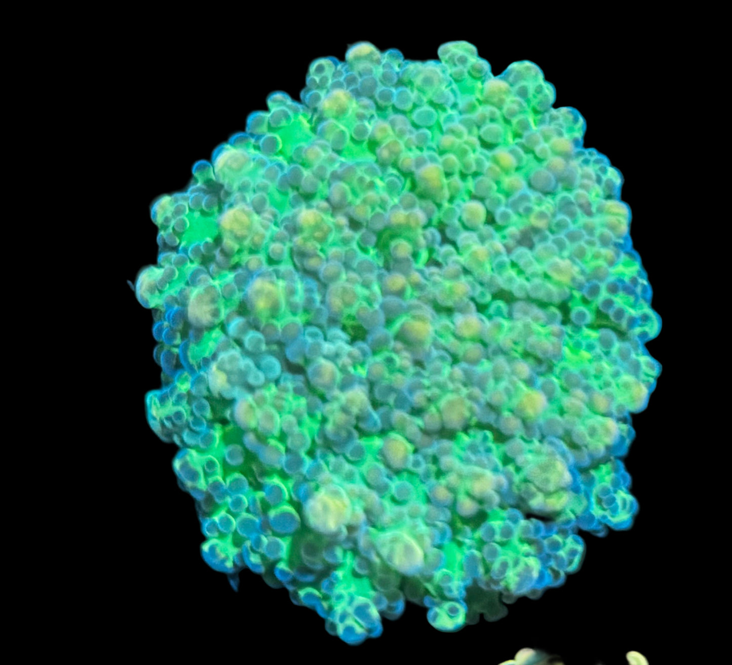 Malaysian Thin Noodle Frogspawn