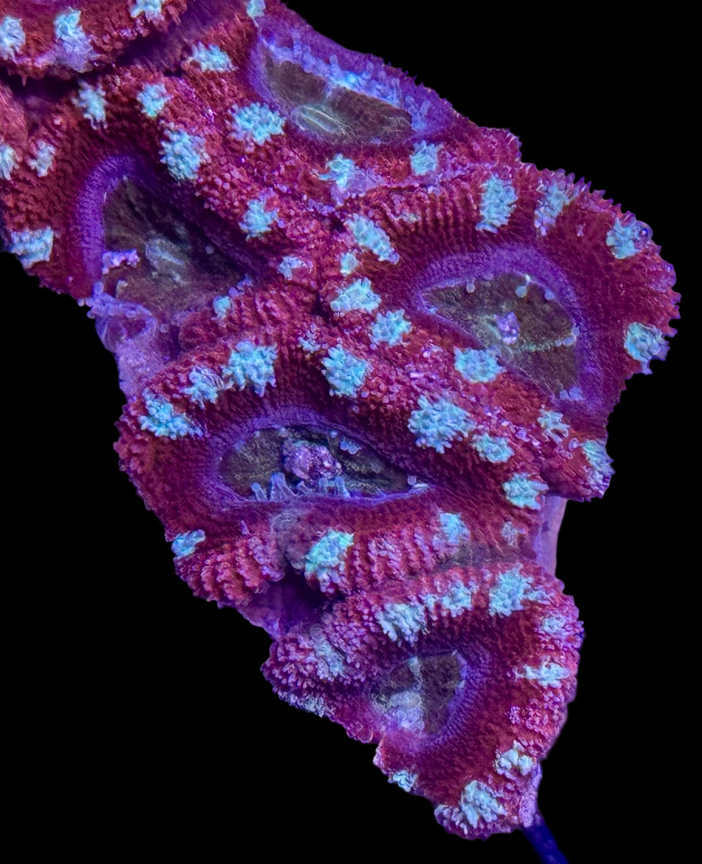 Candy Cane Acan