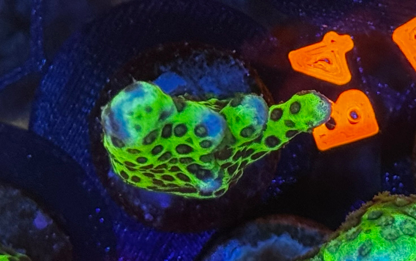 Slimeball Anacropora