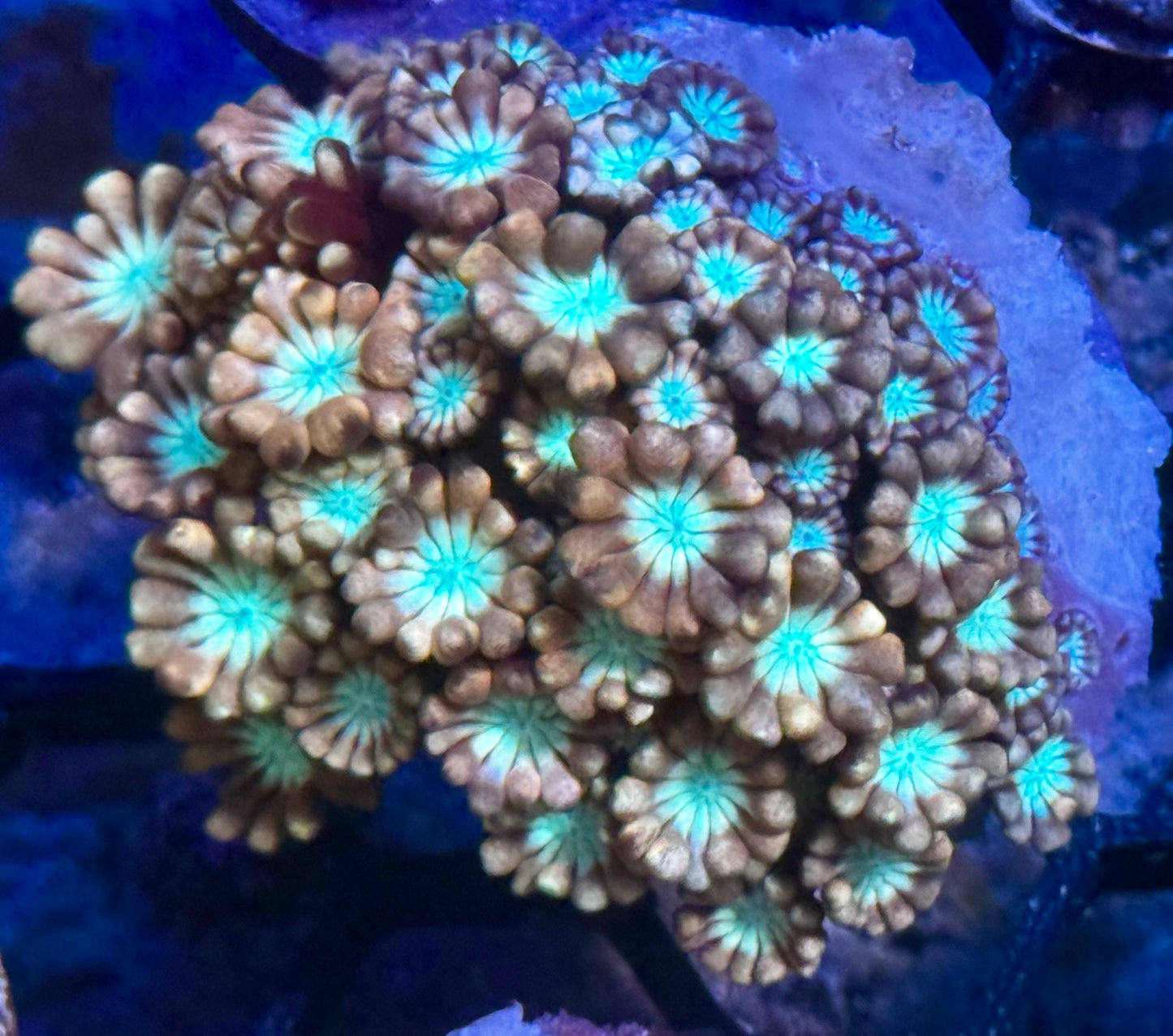 Daisy Fields Alveopora