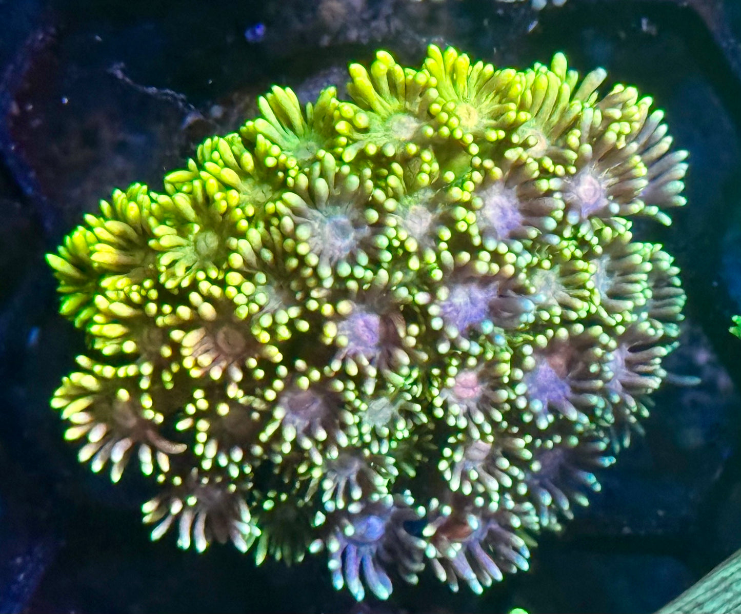 DBC Rainbow Delight Goni