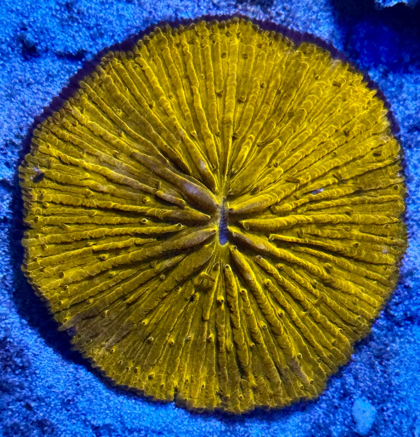 Neon Night Plate coral - bright