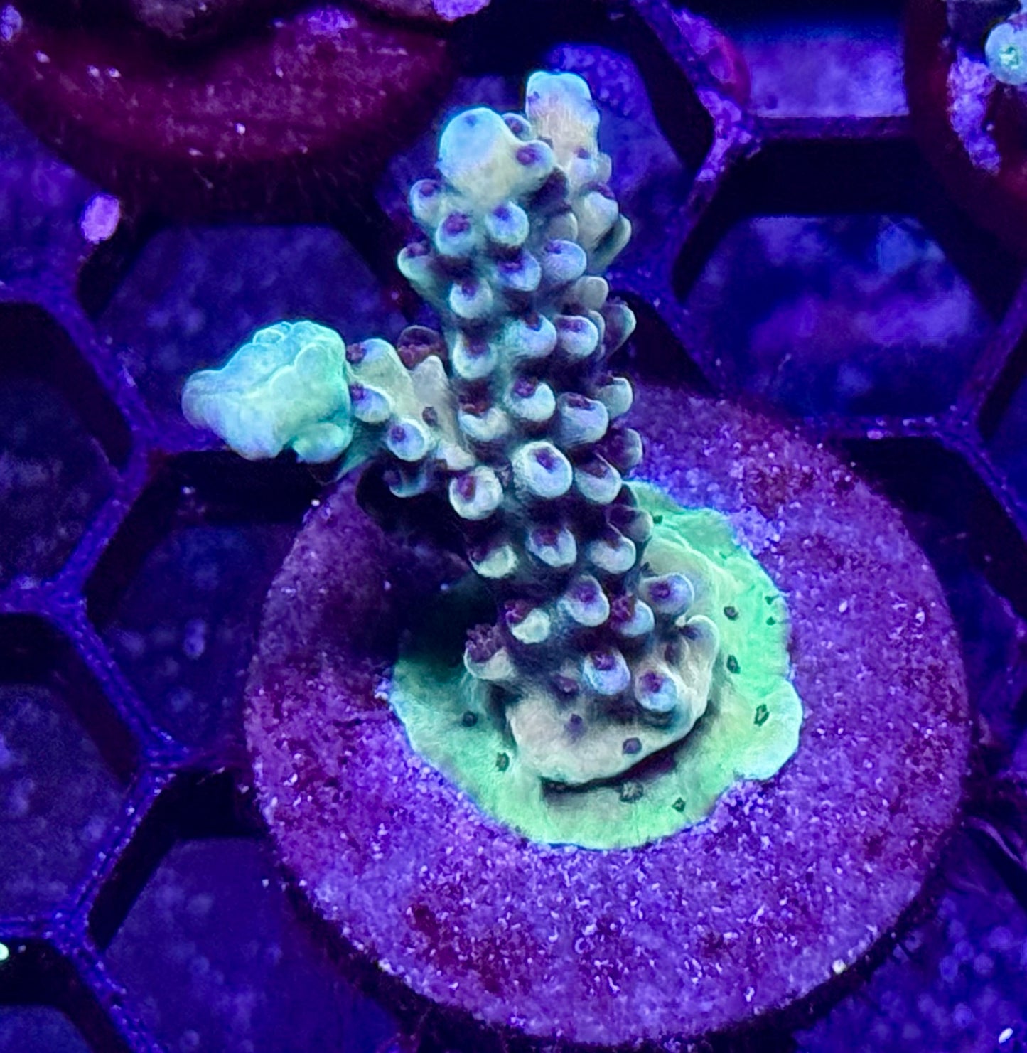 Crème Brûlée Acro