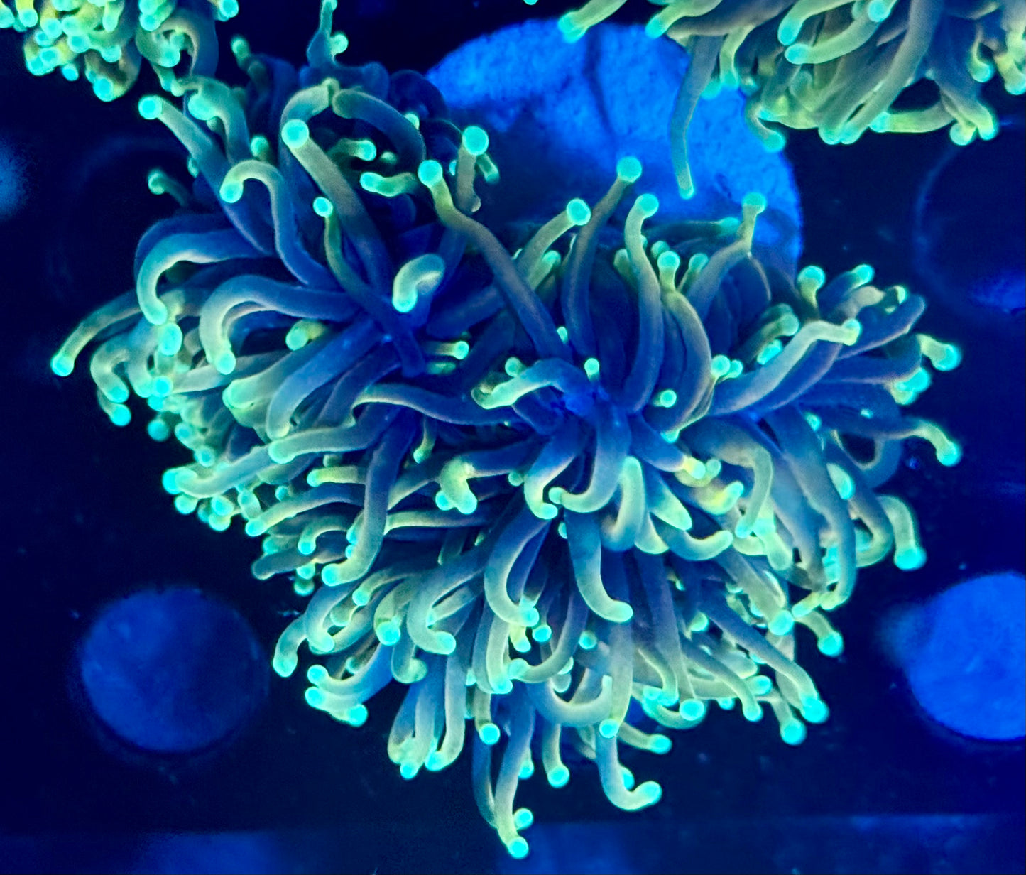 Hellfire torch - splitting into 3 heads