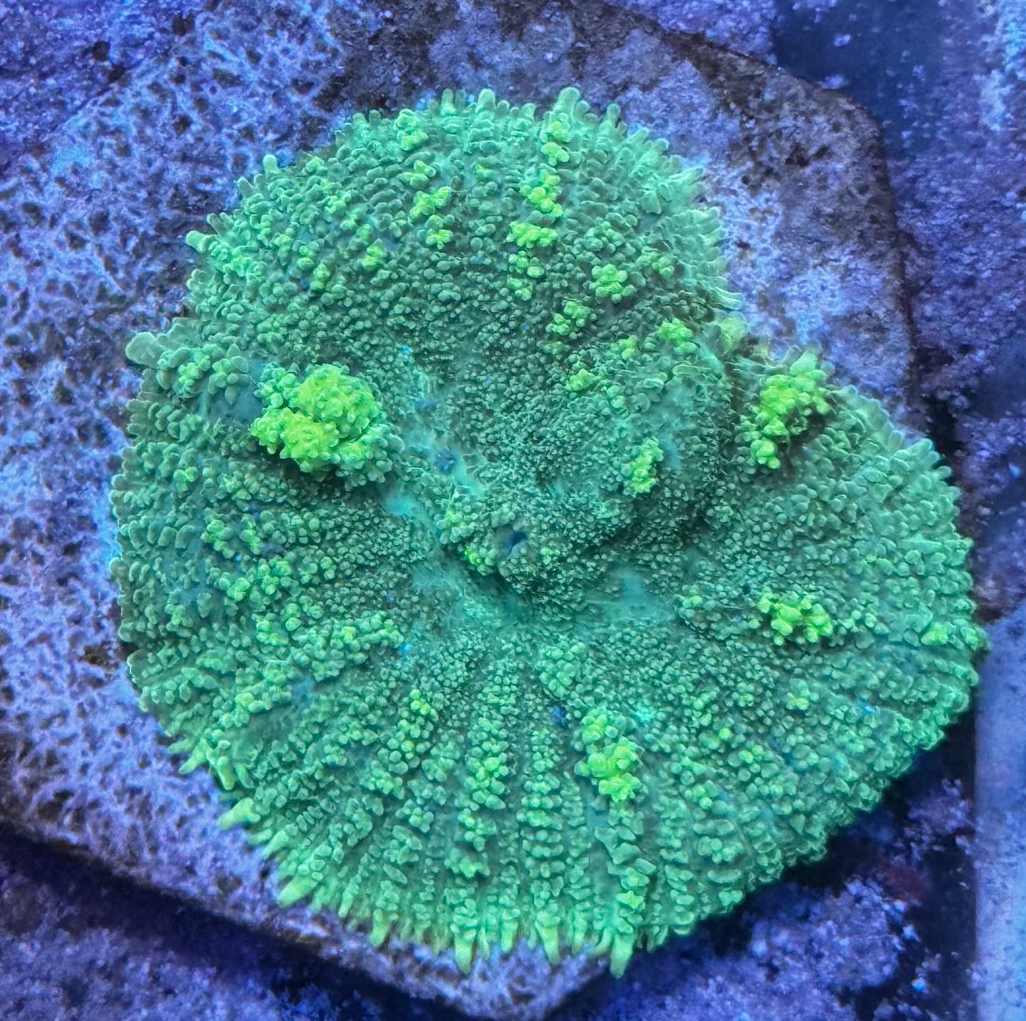 Green Bounce mushroom