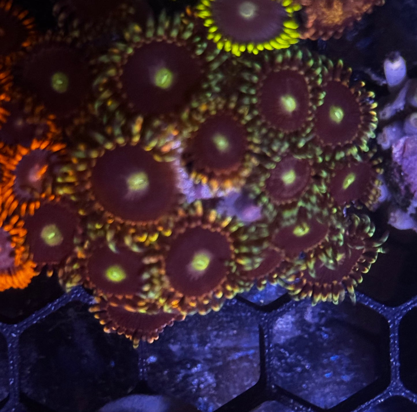 Bozo Birthday Zoas