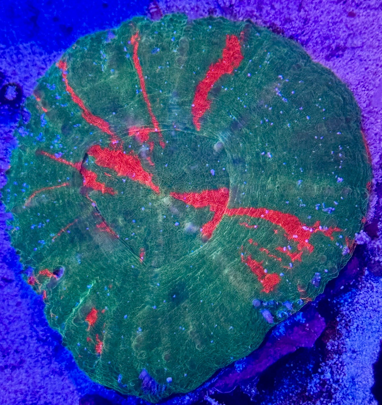 Bleeding Apple Scoly