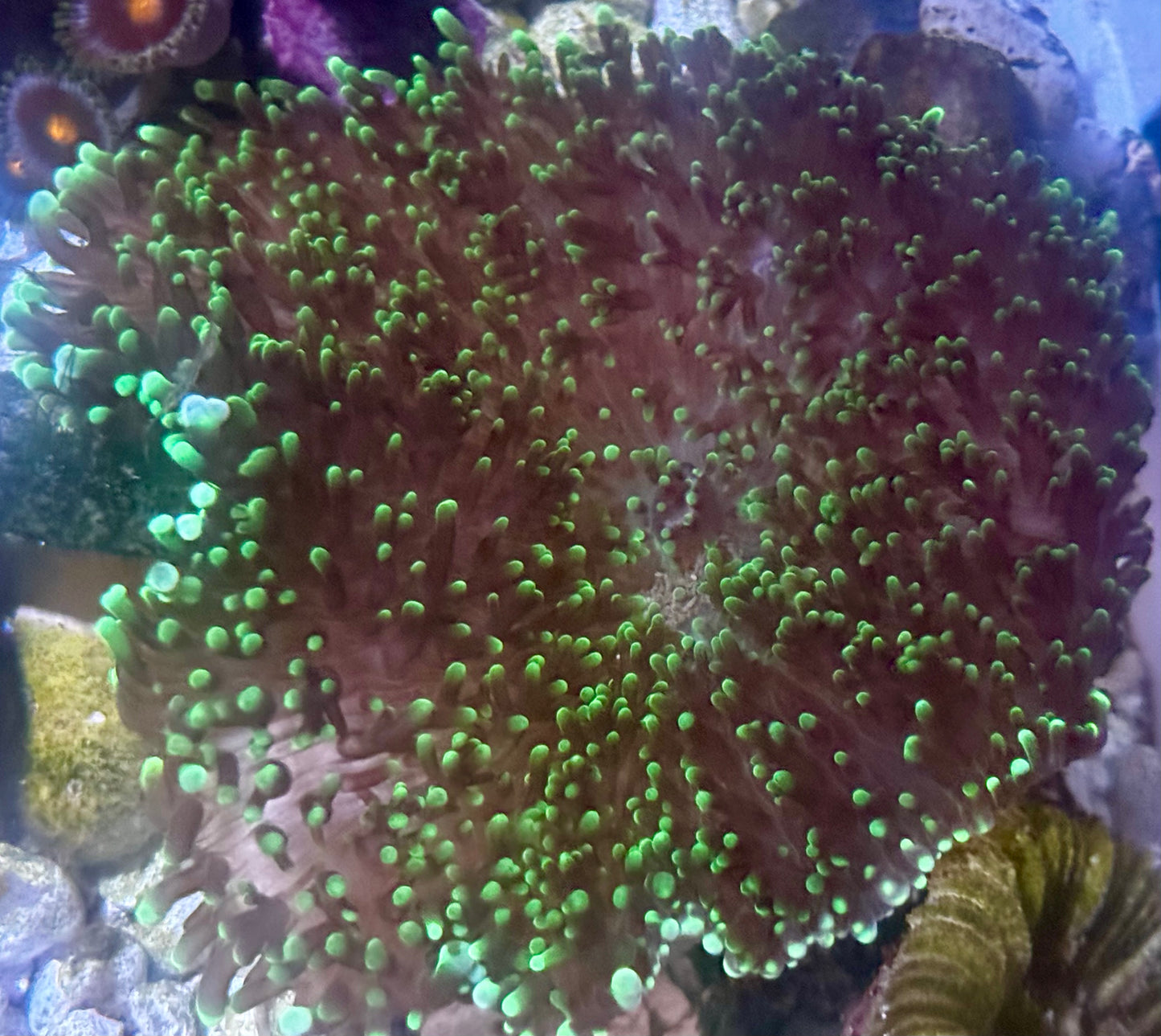 Green hairy mushroom