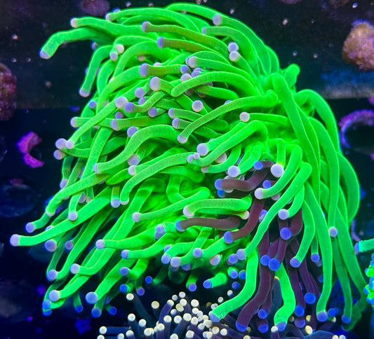 Pink Tip Grafted Holy Grail Torch - 3 heads