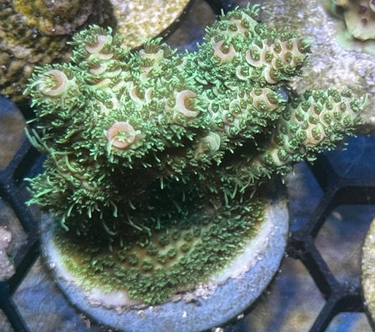 Mango Tango large frag