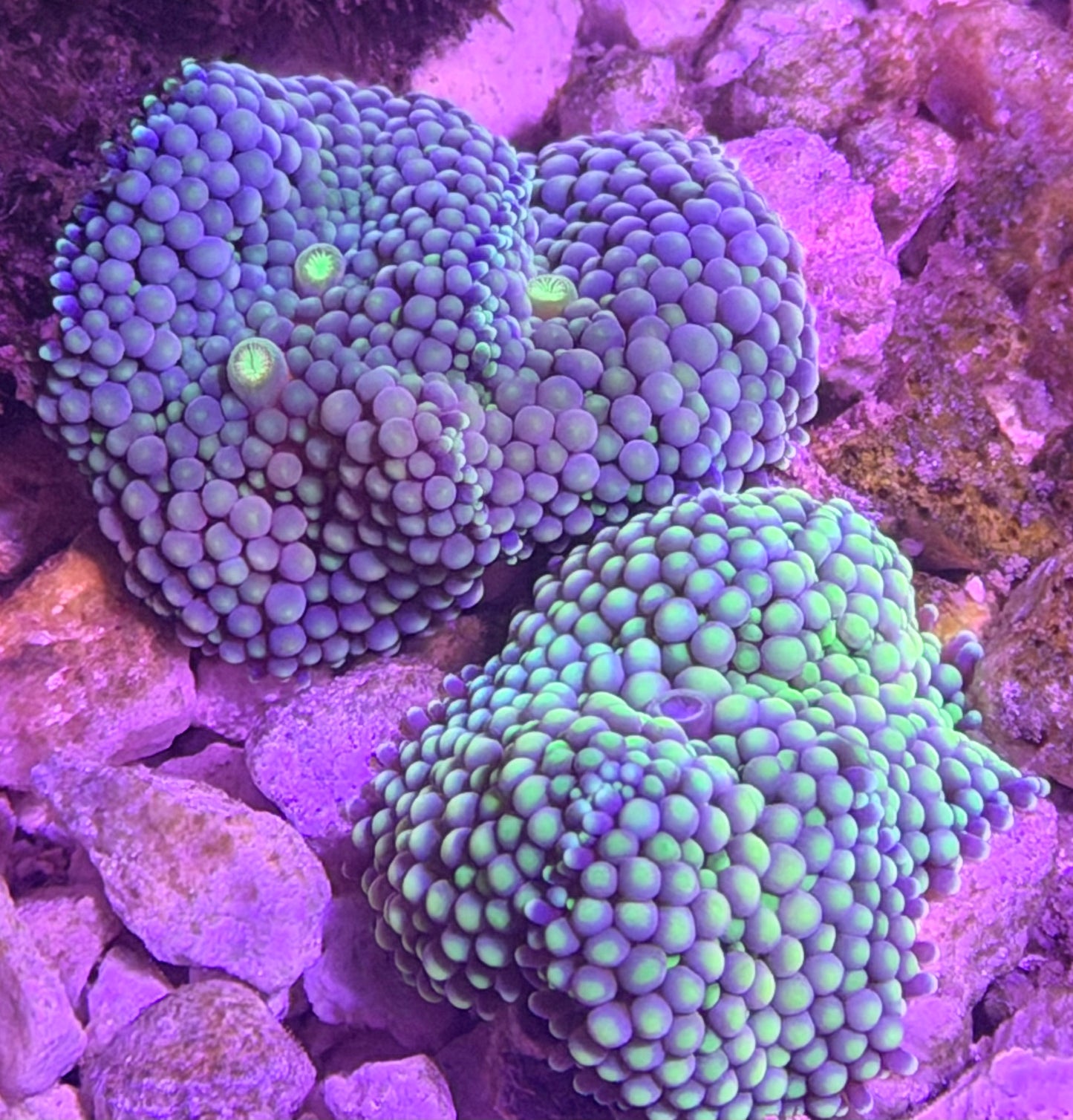 Ricordia Mushroom - read description