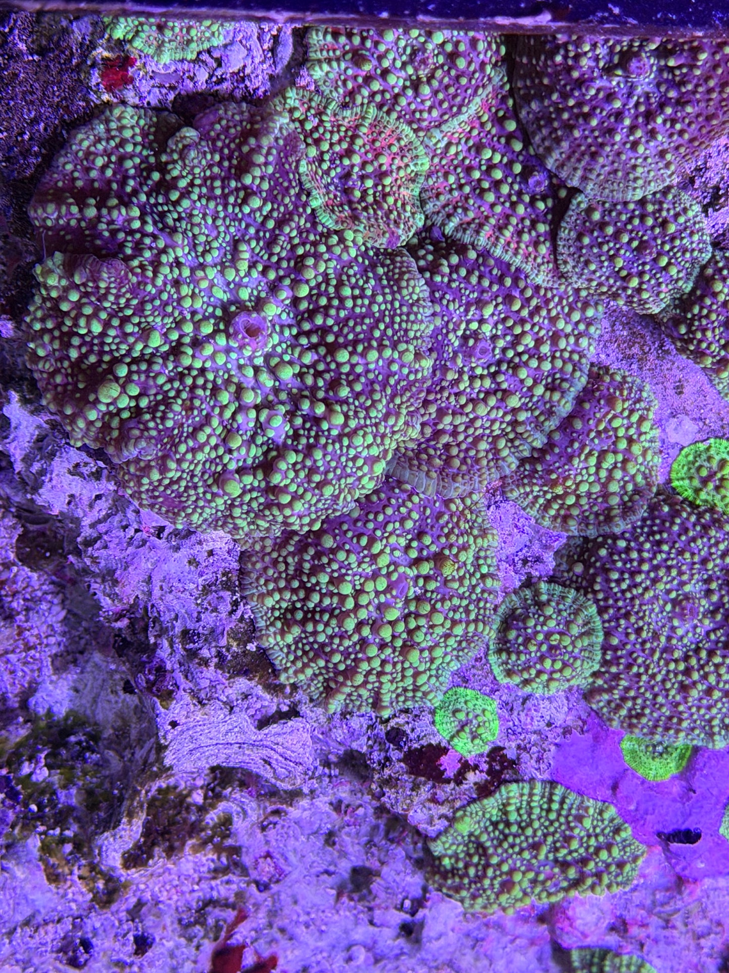 Lava Lamp mushroom - read description