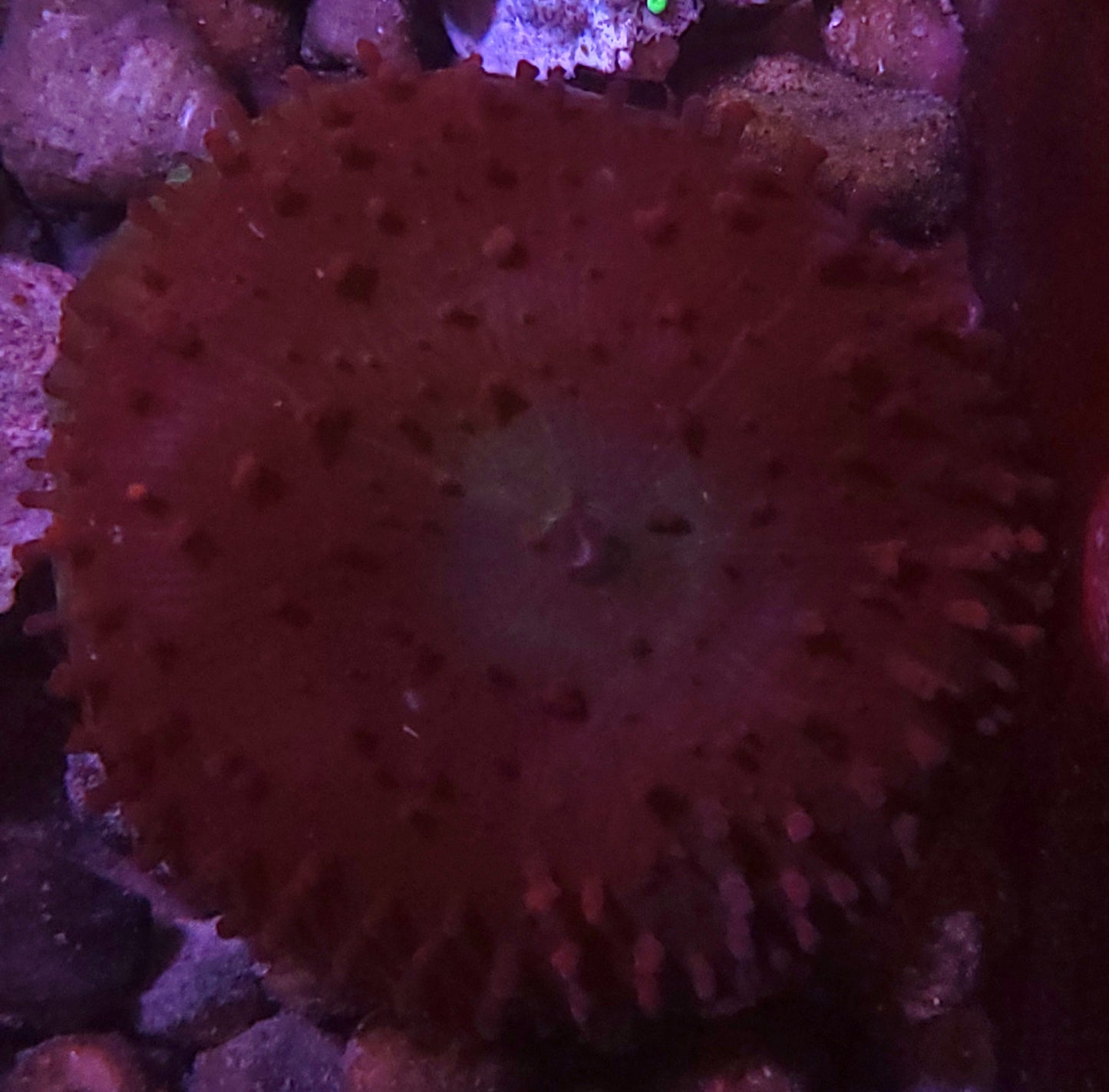 St Thomas mushroom