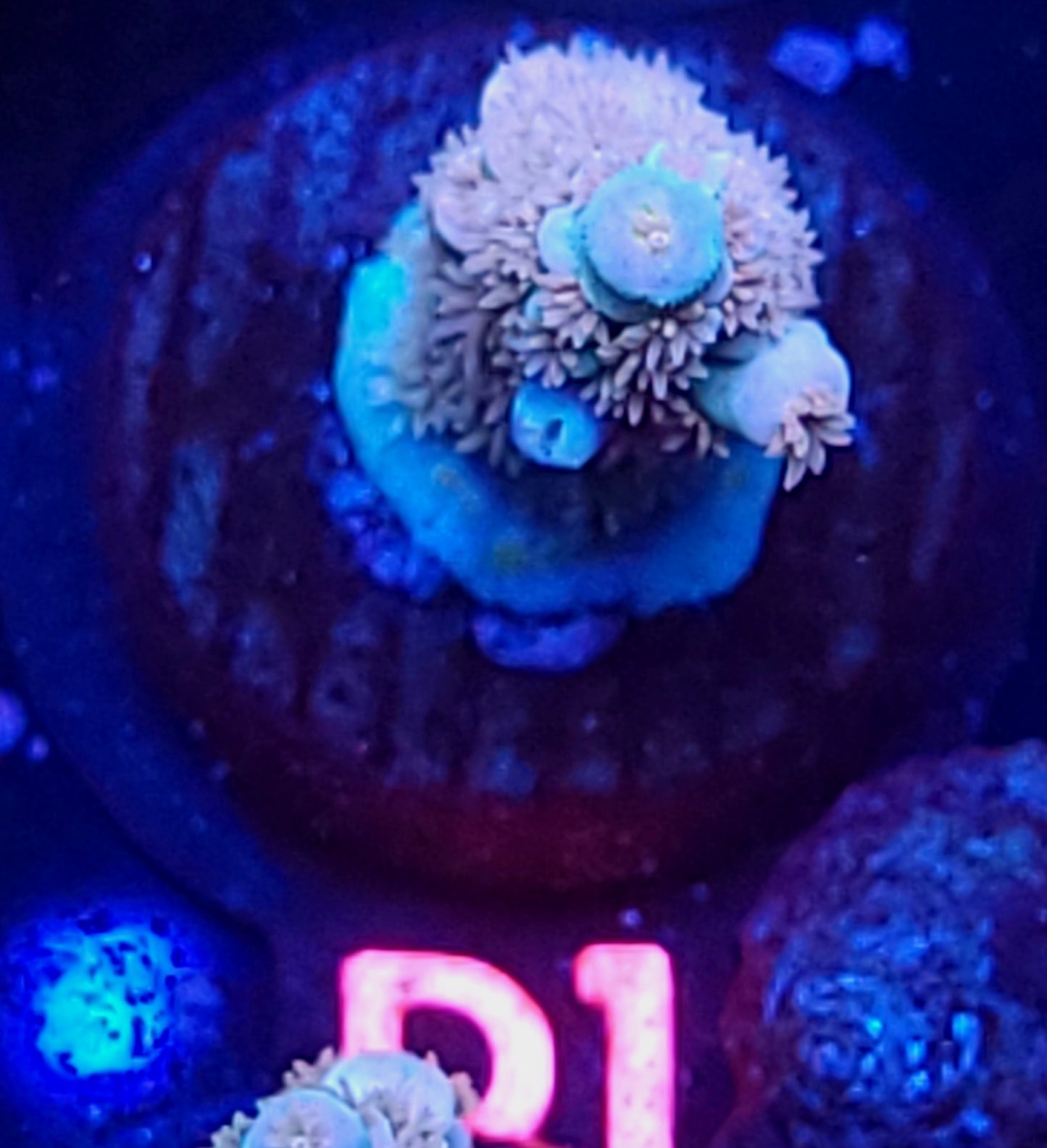 DBC Gummy Bear