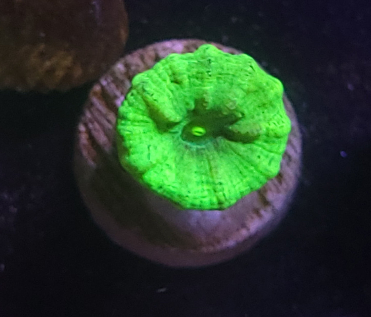 Kryptonite Candy Cane