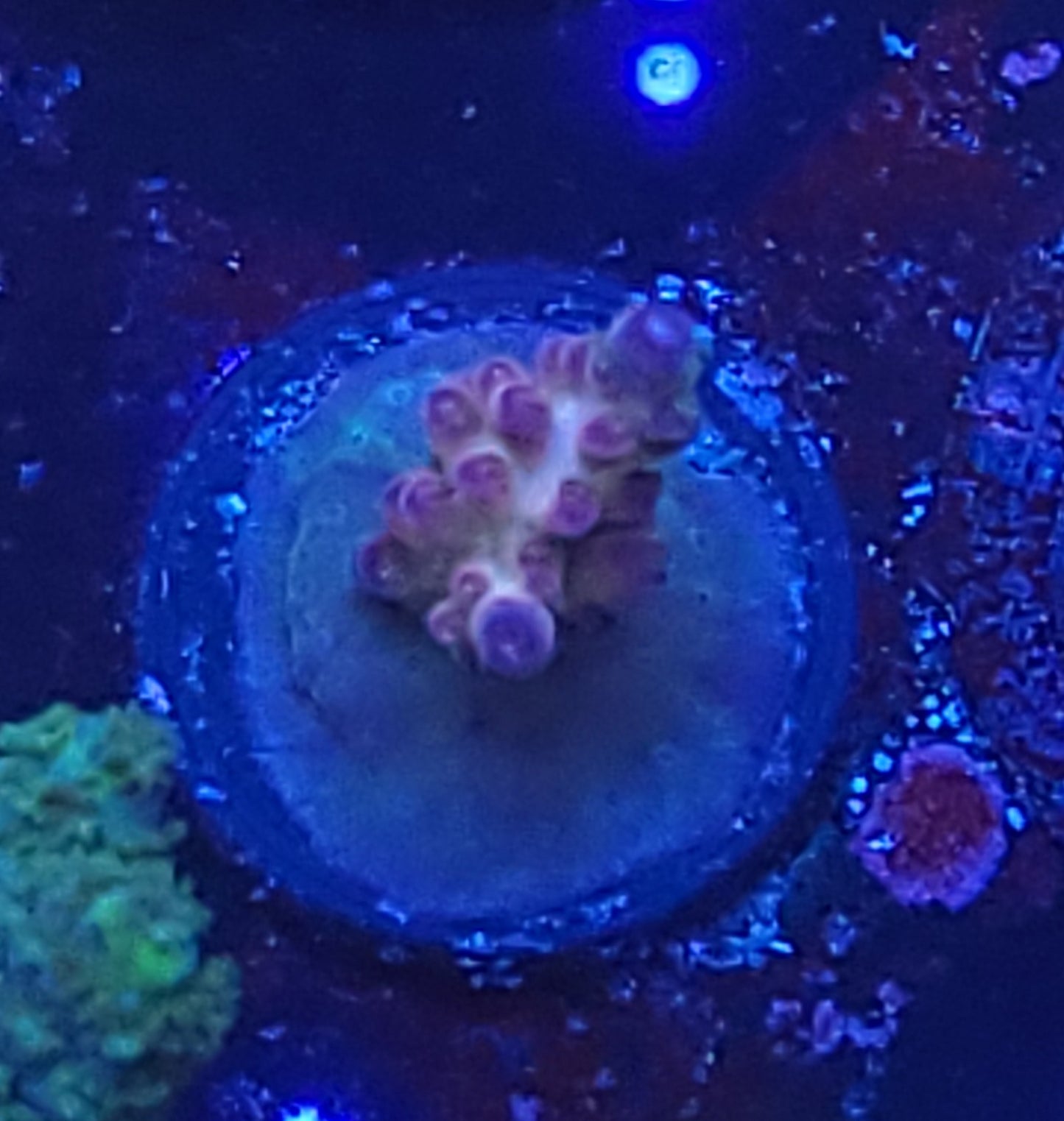 No Name acro