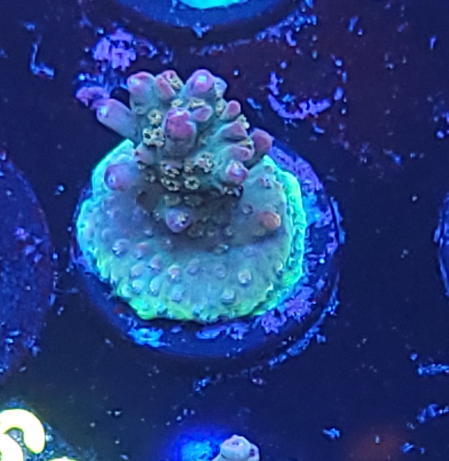 No name acro
