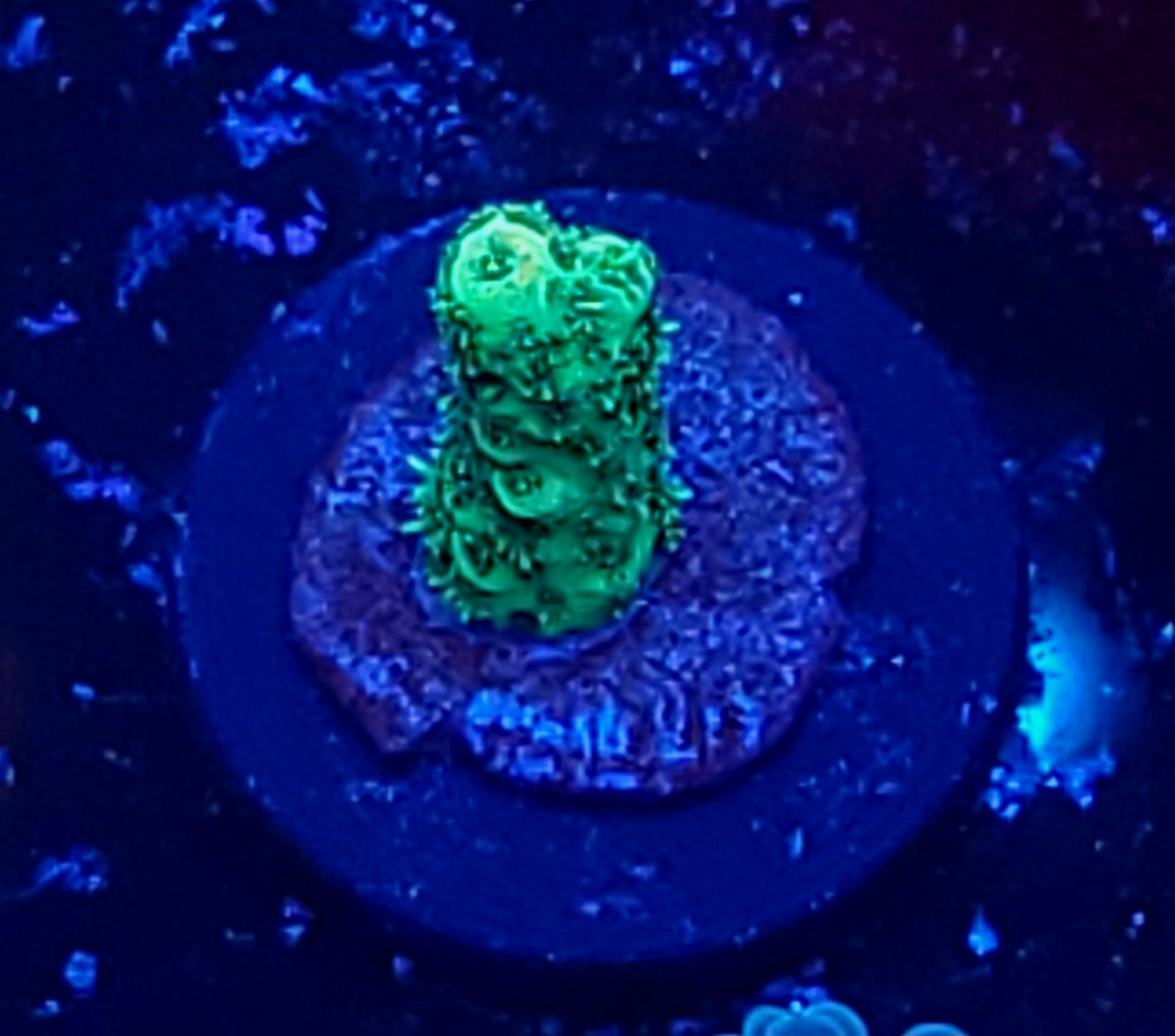 No Name acro