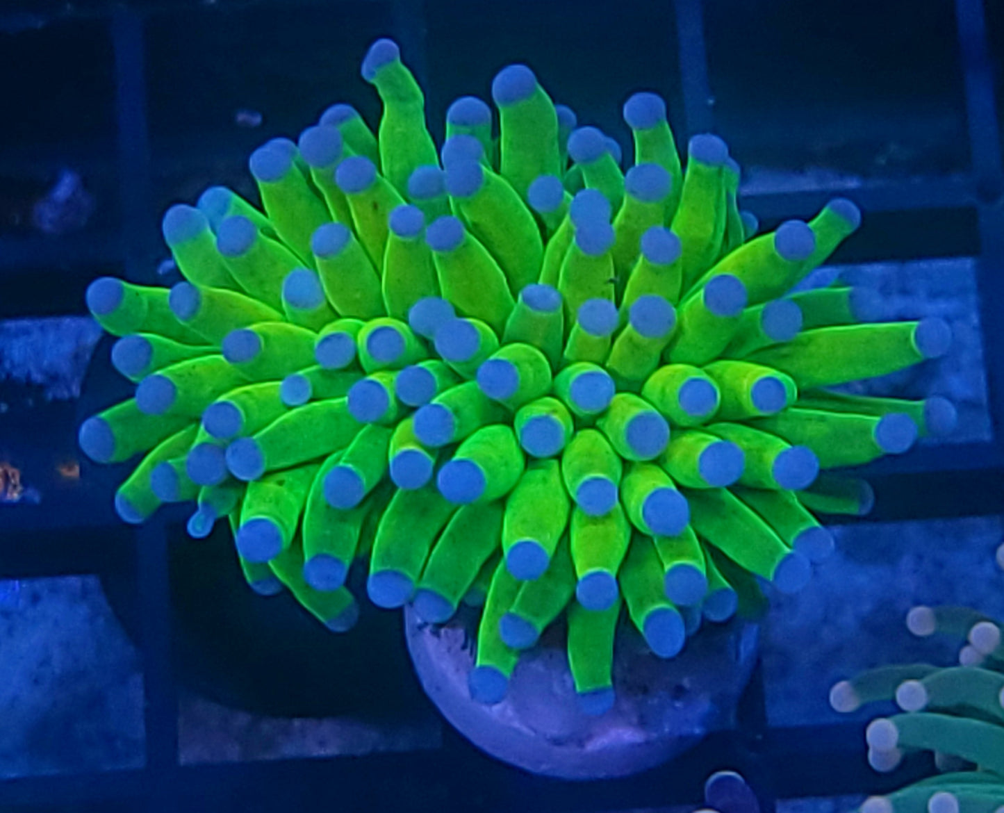 HG torch