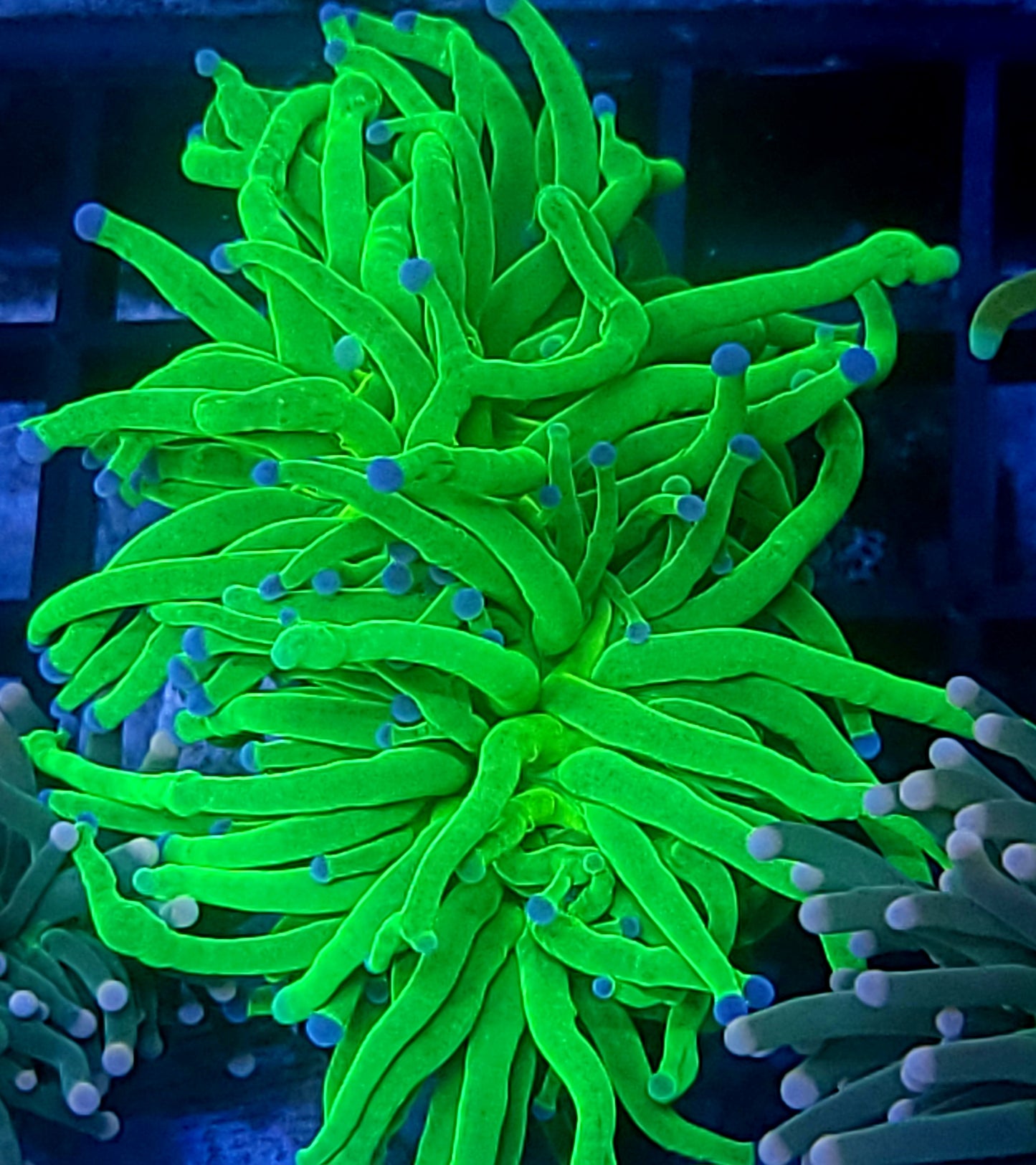 HG torch