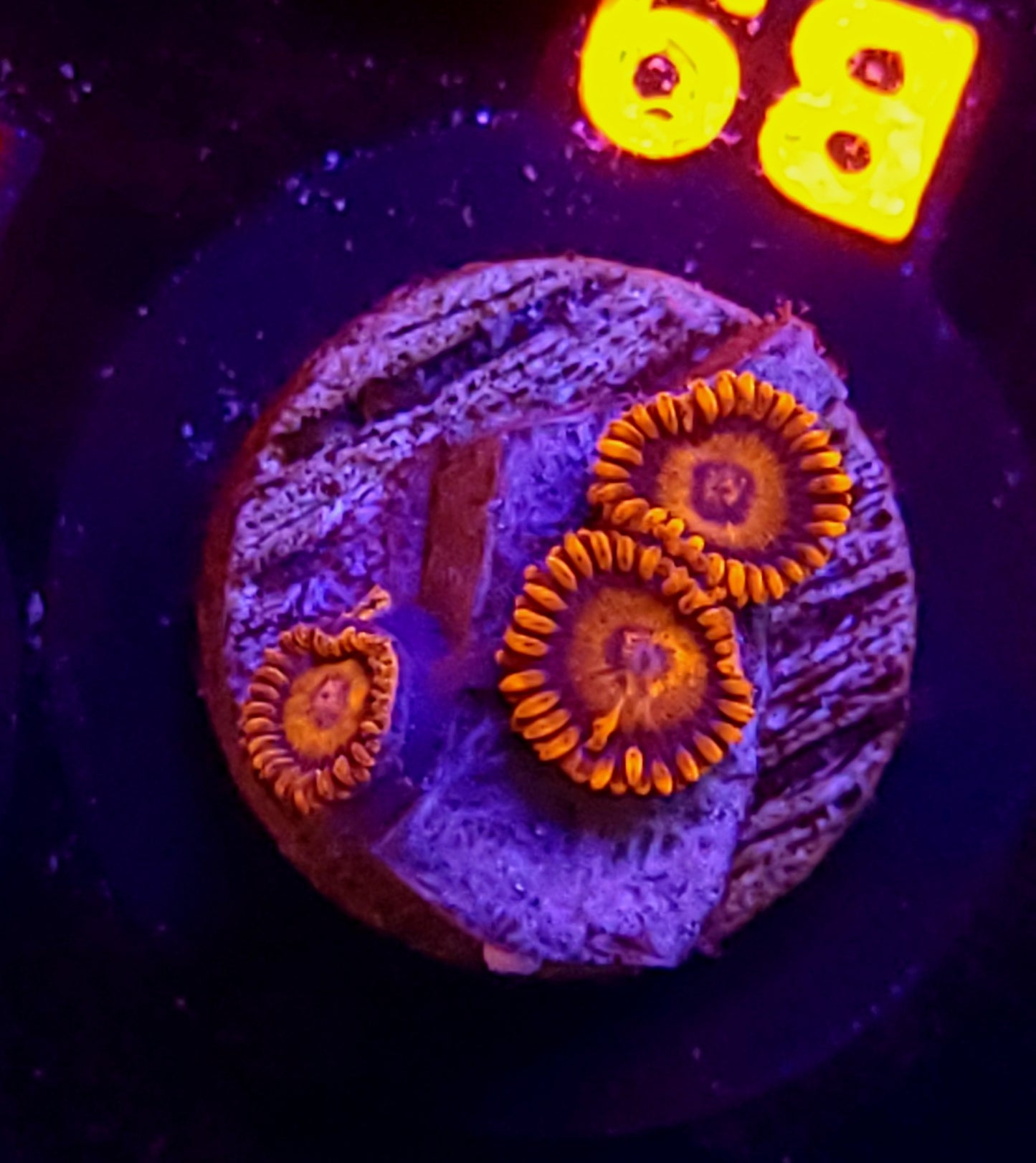 Fiery mandarin zoas