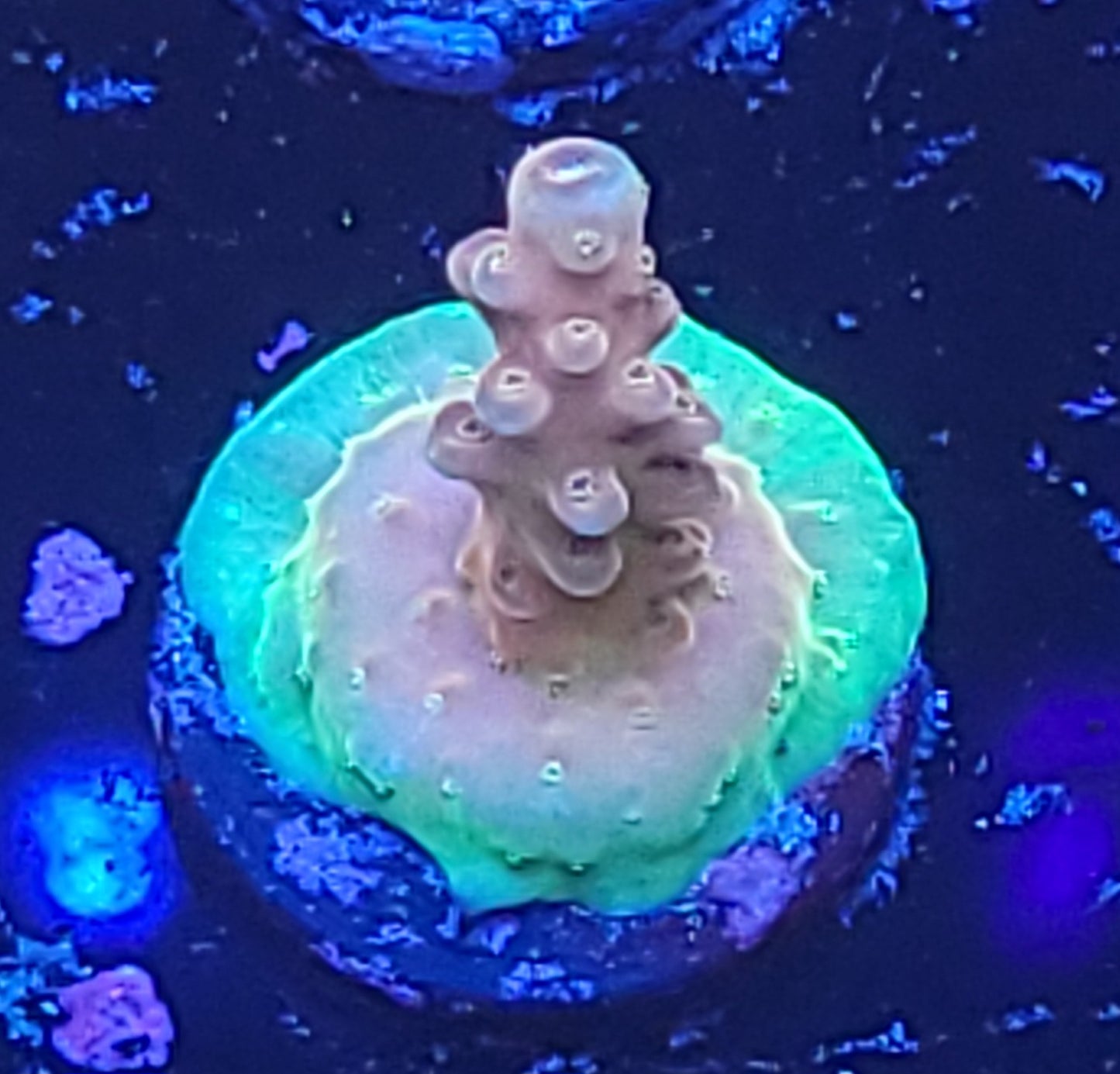 DBC Sherbet