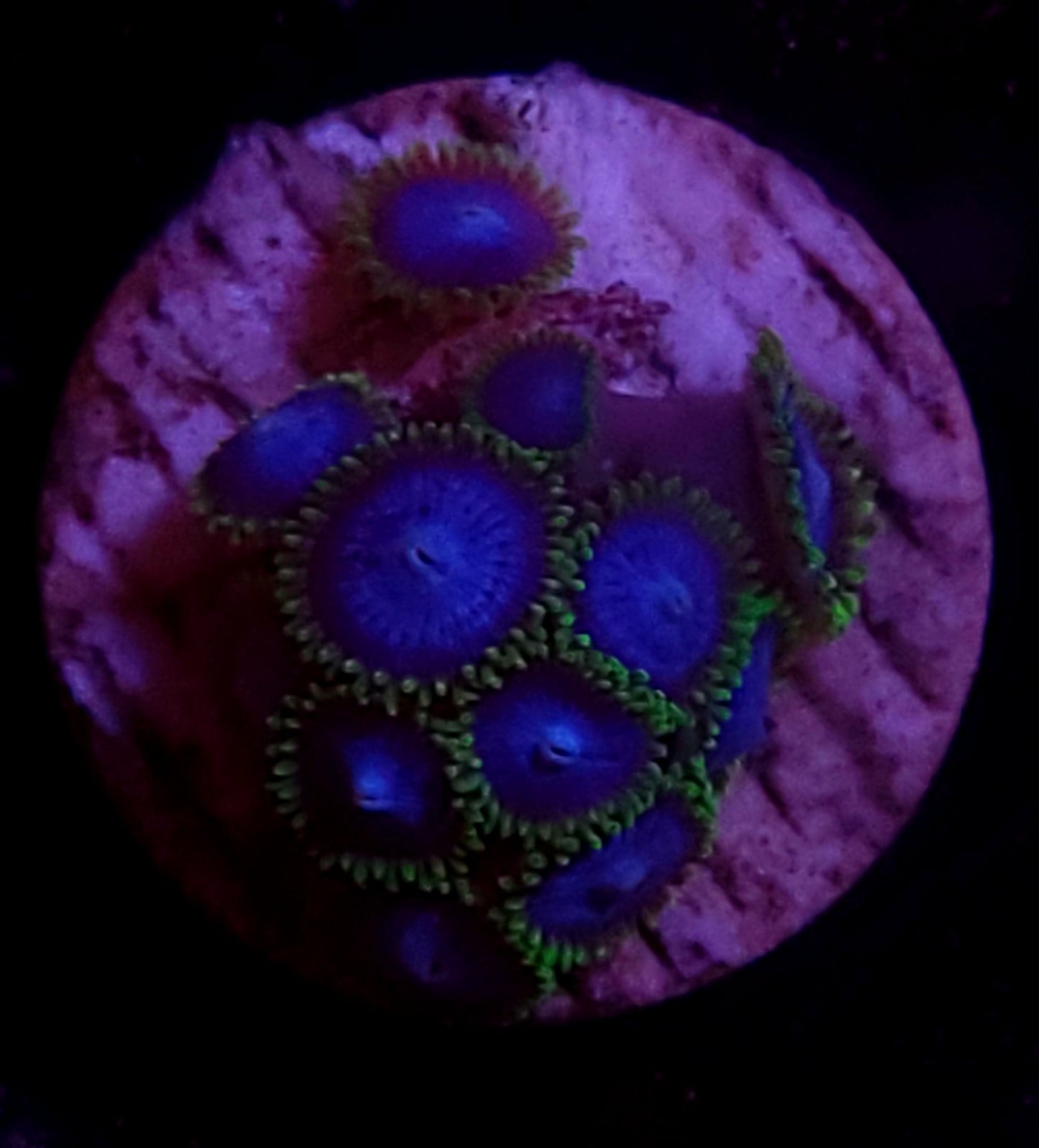Blue orgasm zoas