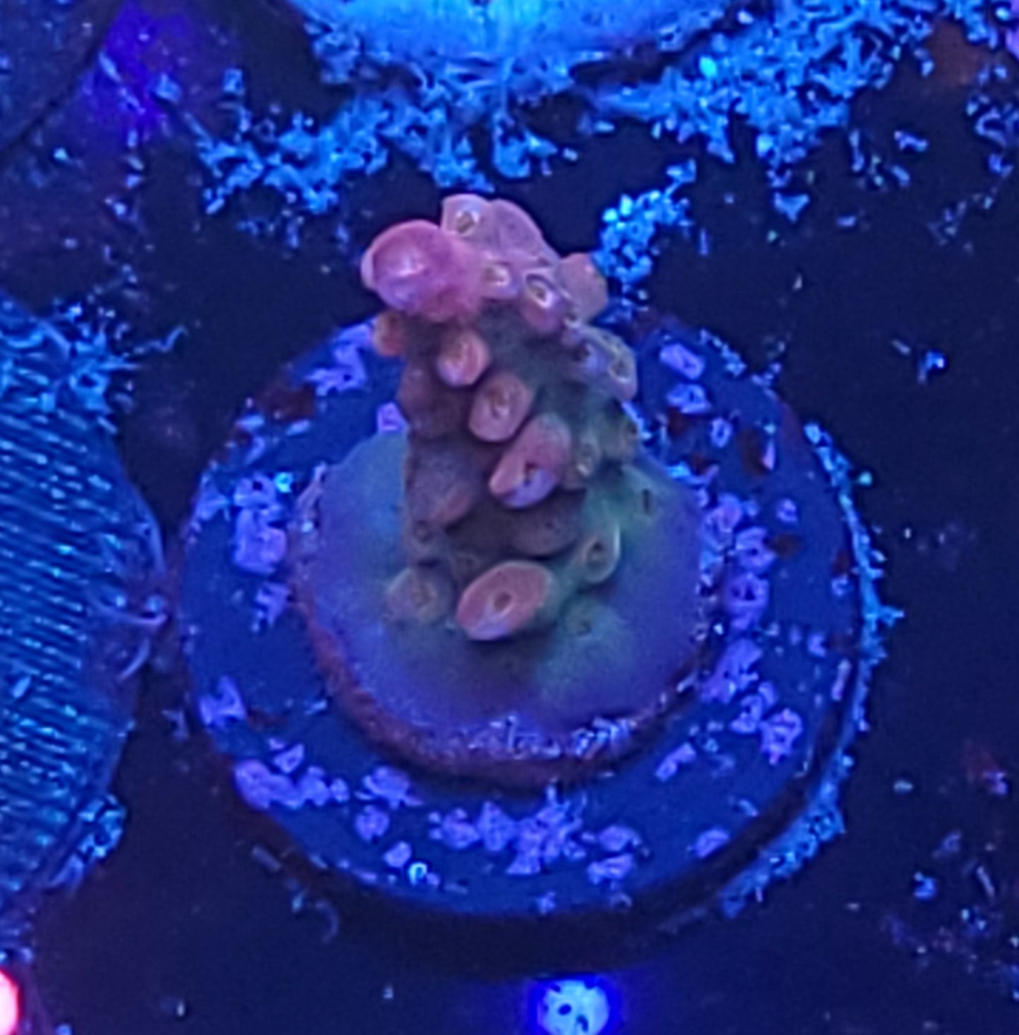 No Name acro
