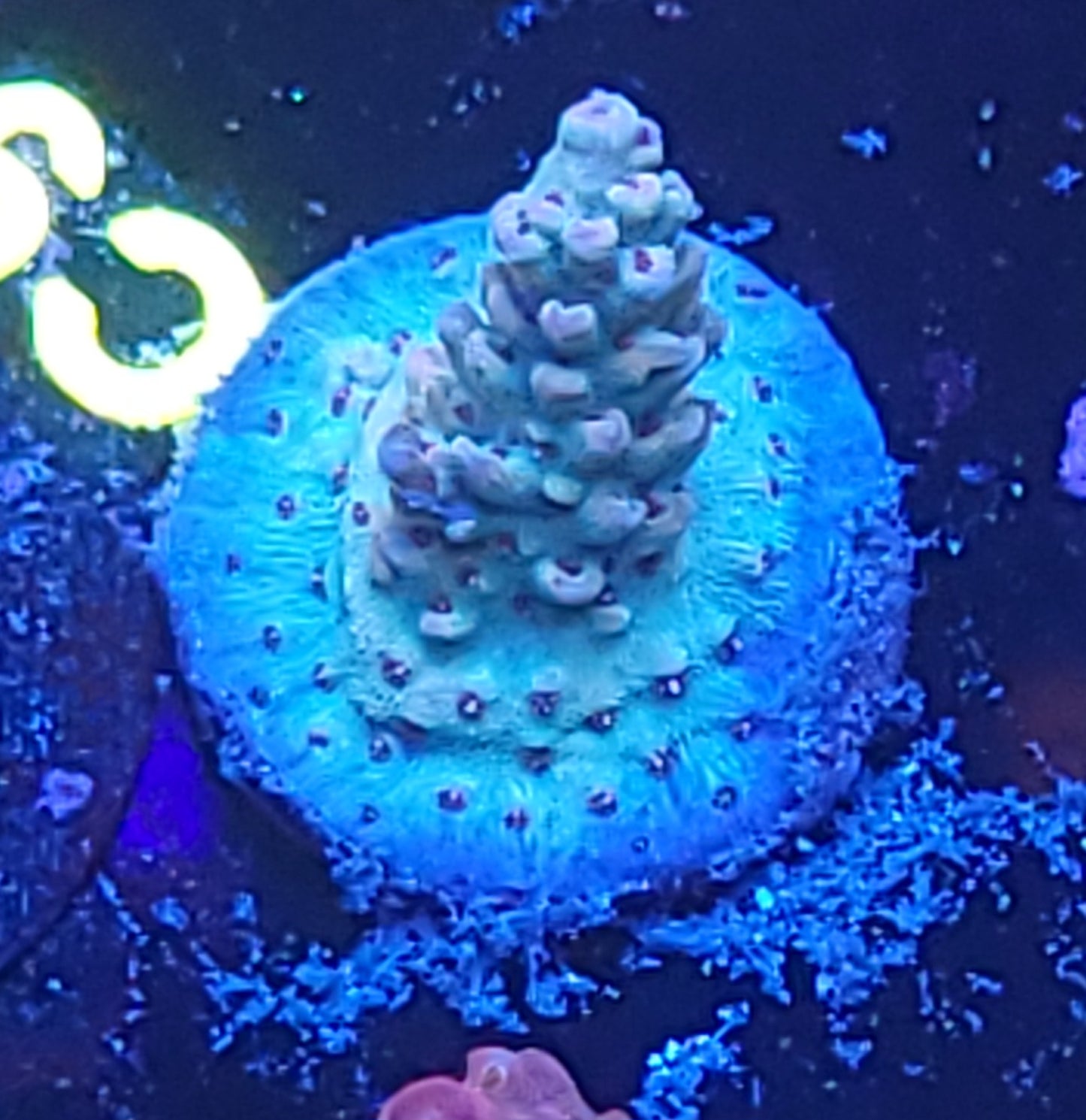 No name acro