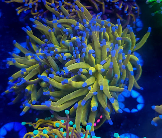 Rapunzel HG - splitting 3 heads