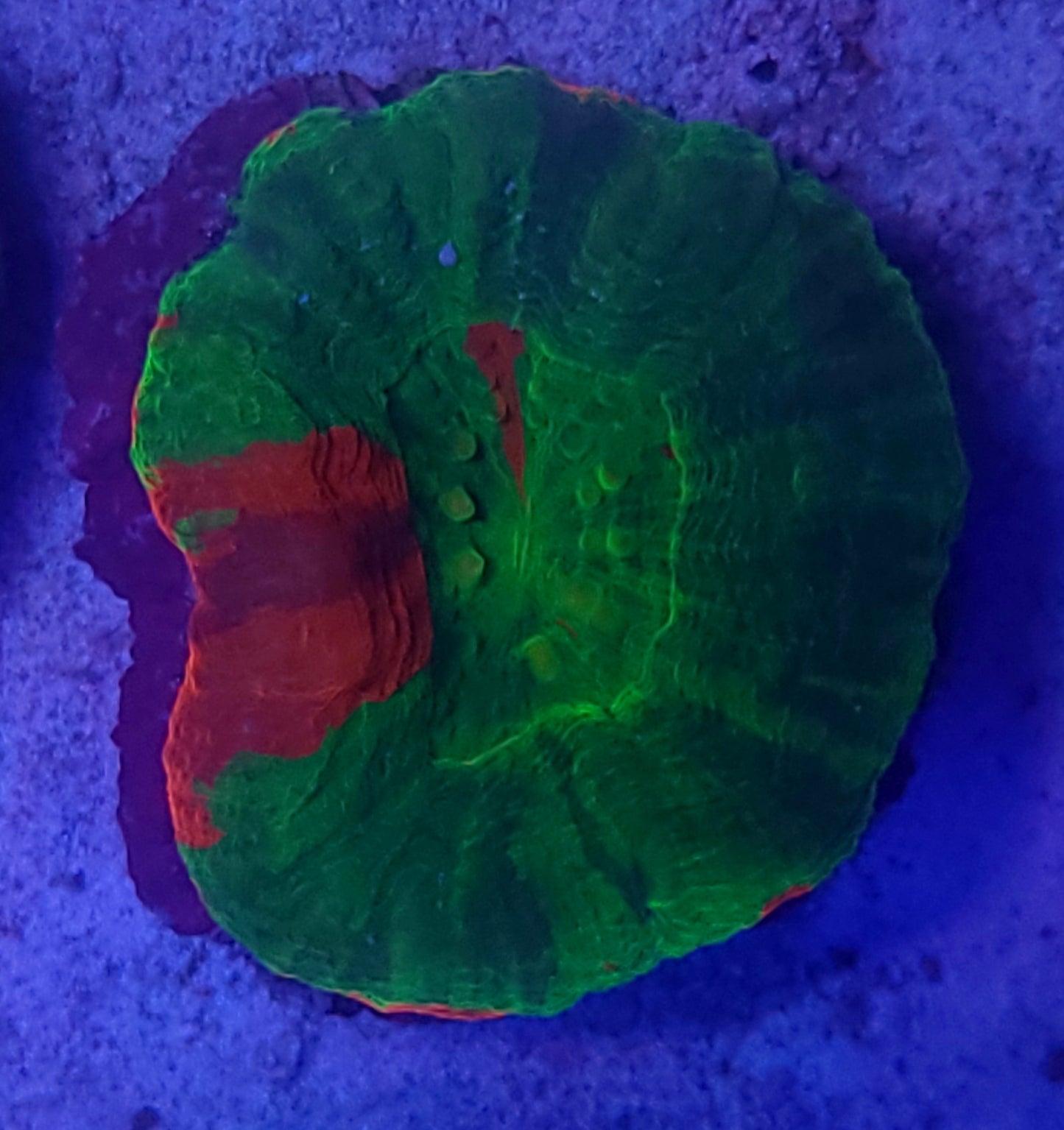 Bleeding Apple Scoly