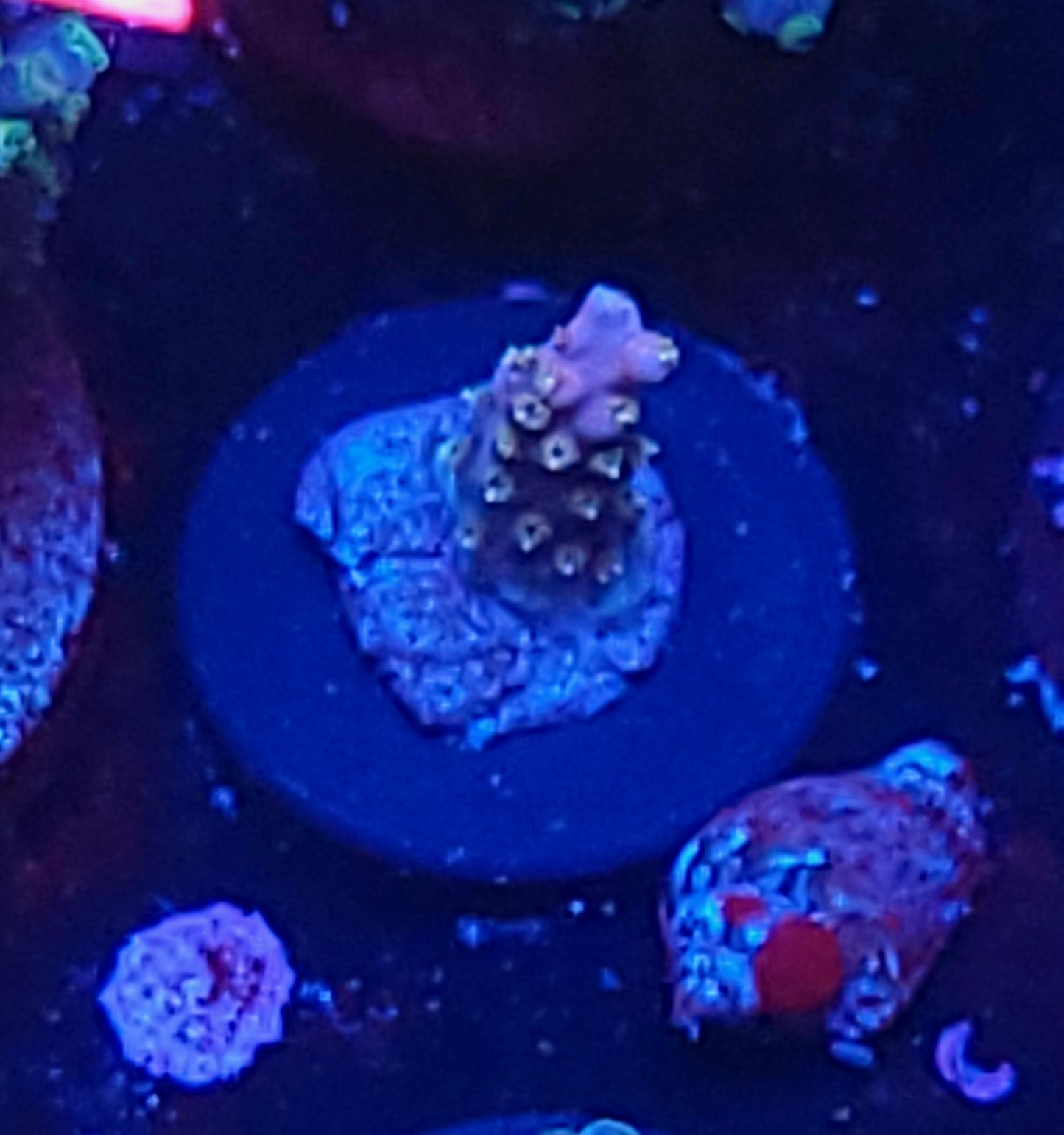 No name acro