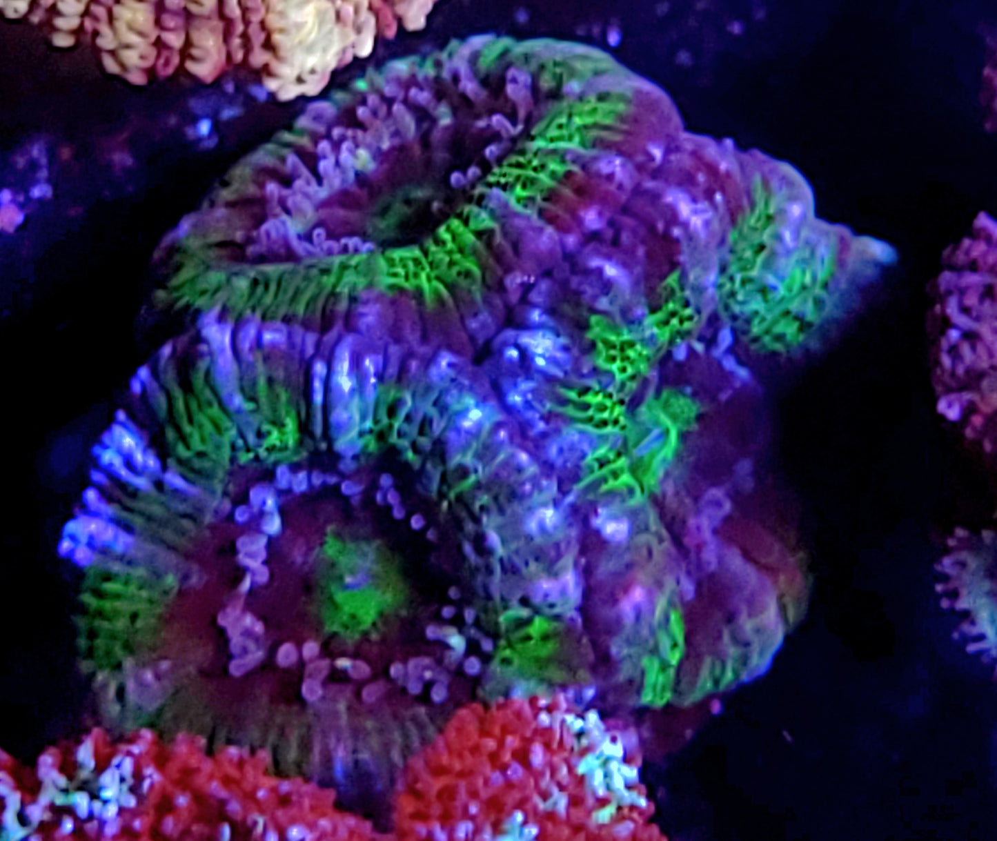 UFO Acan