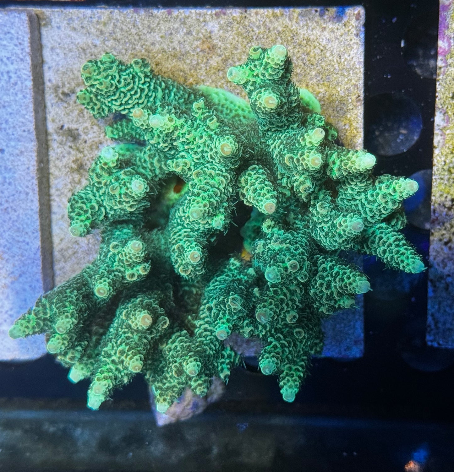 DBC Mean Green SPS colony