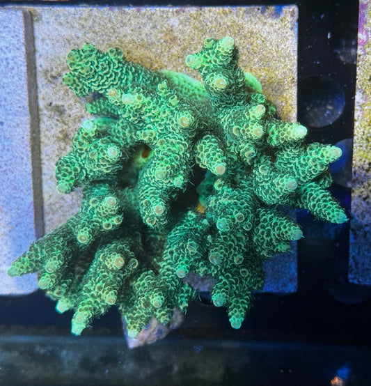 DBC Mean Green SPS colony
