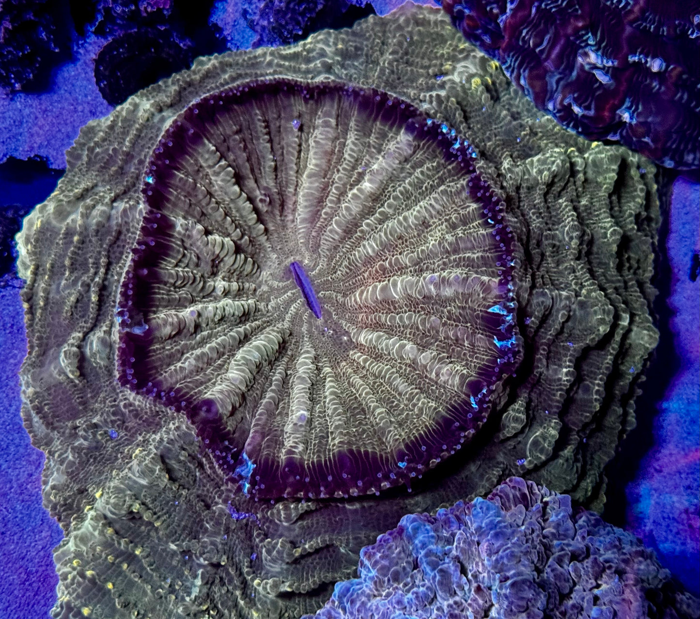 Gold Rush Acantho