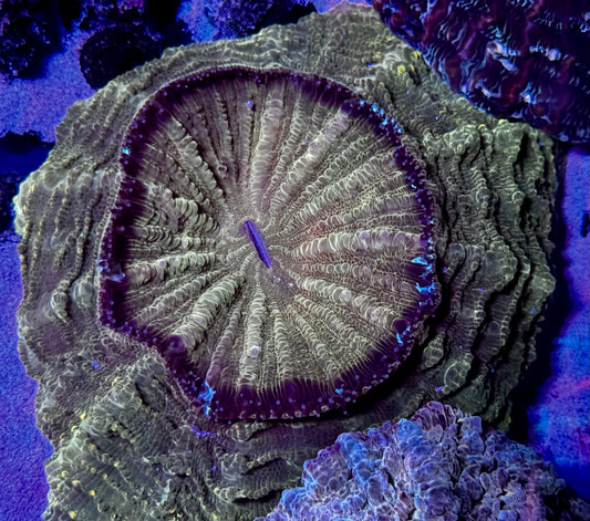Gold Rush Acantho
