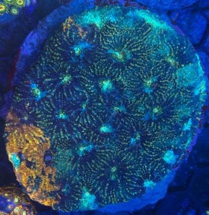 DBC Fireworks Echinata