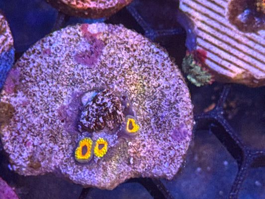 Great Owl Zoas