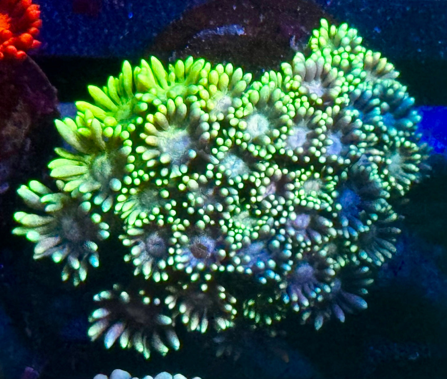 DBC Rainbow Delight Goni