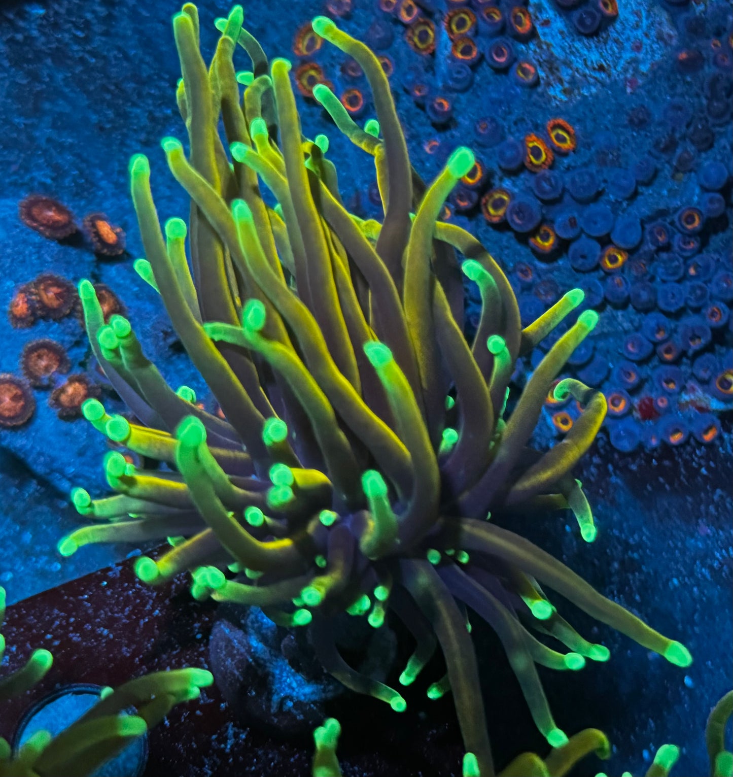 Orange peel torch - single head