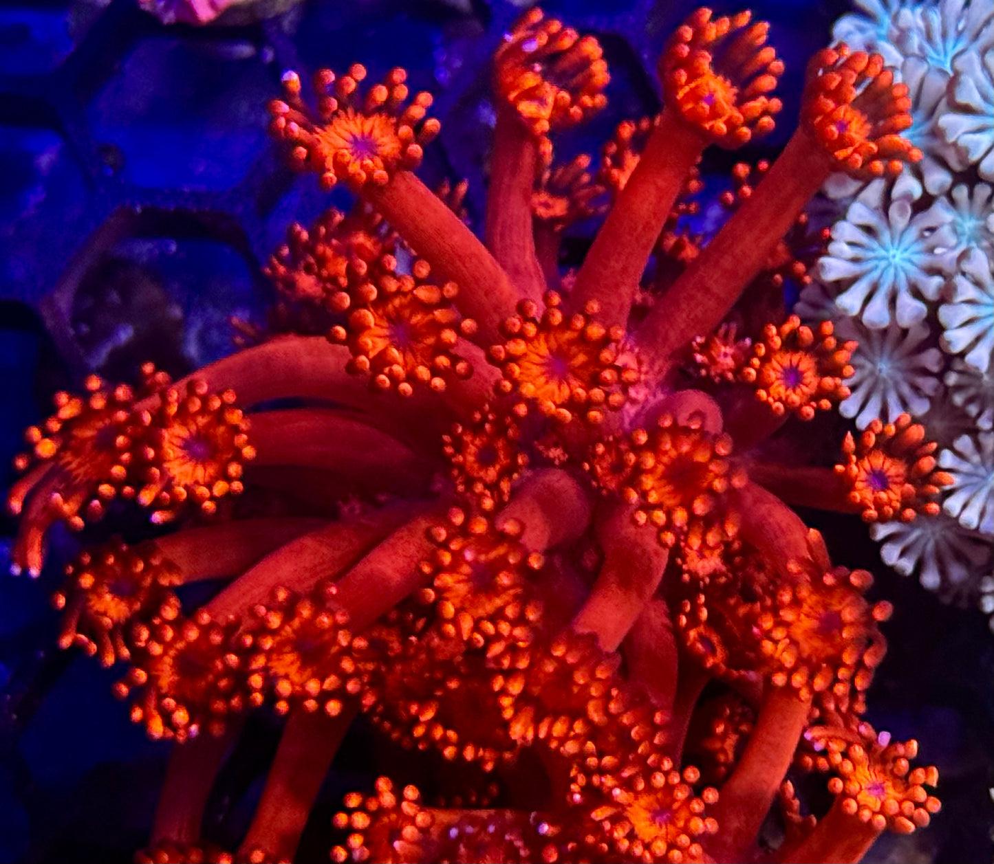 DBC Molten Inferno Goni