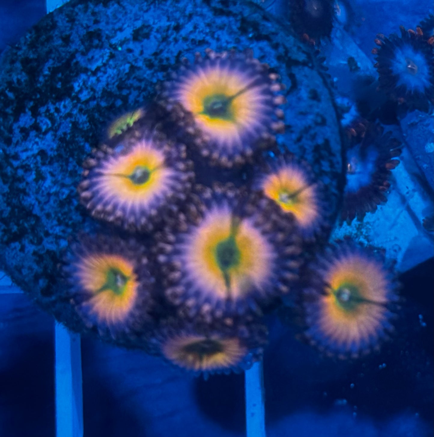 Zoa cluster