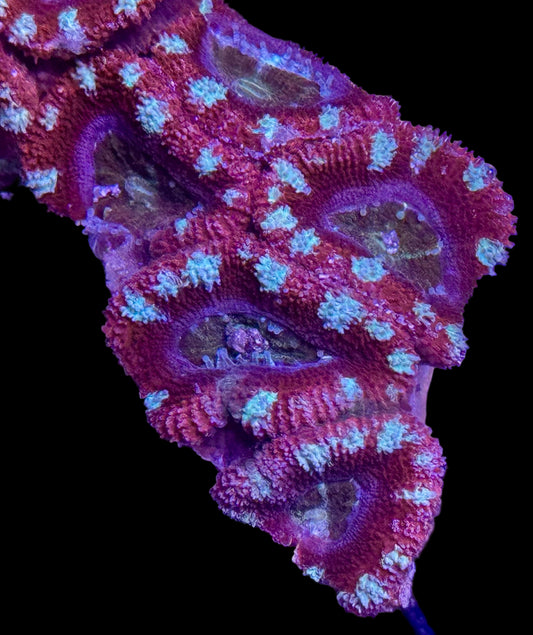 Candy Cane Acan