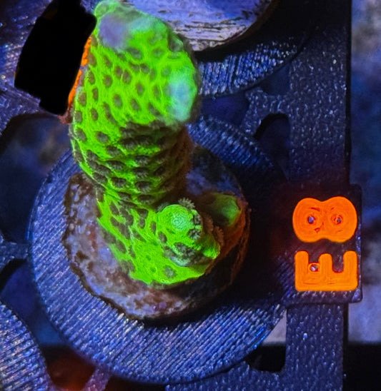 Slimeball Anacropora
