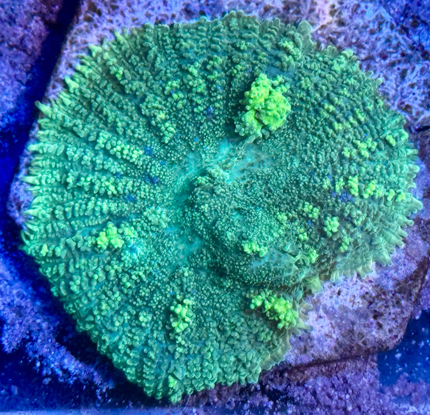 Green Bounce mushroom