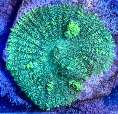 Green Bounce mushroom